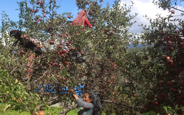 मुगुको स्याउ नेपालगन्जको गोदाममै थन्कियो