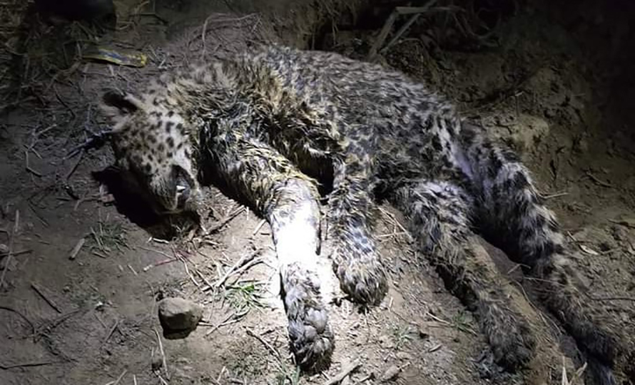 थाहा नगरपालिकामा दुई जनालाई घाइते बनाएको चितुवा मृत फेला